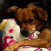 Bella is registered to the contest to win money with this photo: dog, pet, brown_dog, snuggling, pillow, stars, colorful_pillow, leather_couch, relaxed, sleepy, close_up, indoor, fur, cute, animal, companion, resting, paw, ear, face