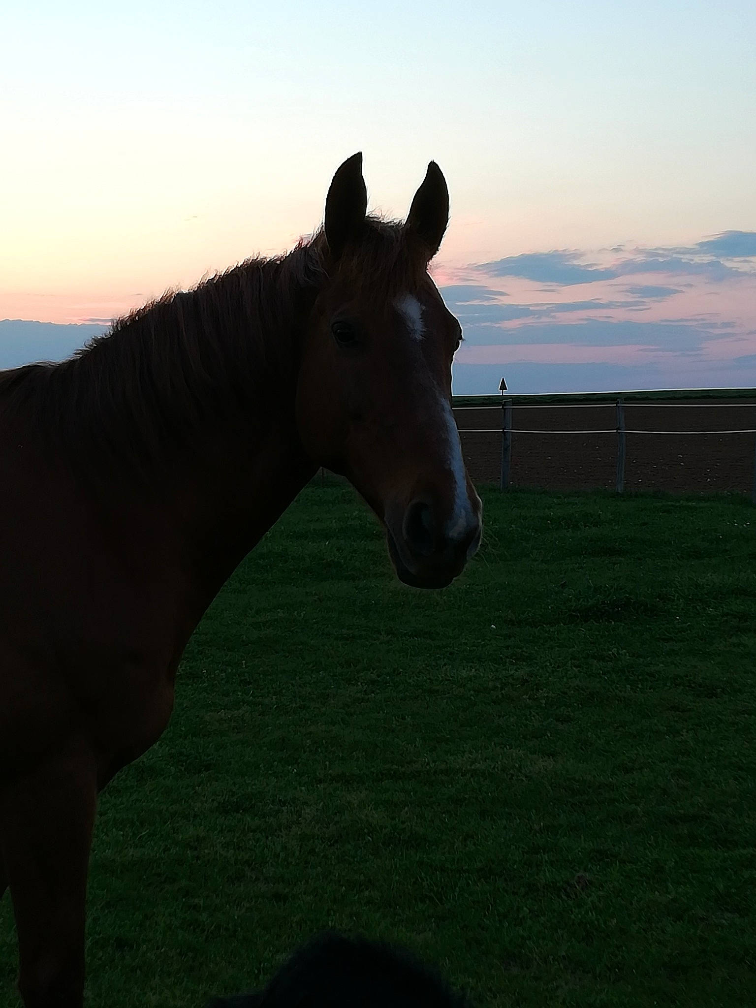 Surprise a rejoint le concours — aidez-le/la à gagner de superbes lots ! grassland, horse, livestock, mammal, mane, mare, mustang_horse, pack_animal, pasture, sky, stallion, vertebrate