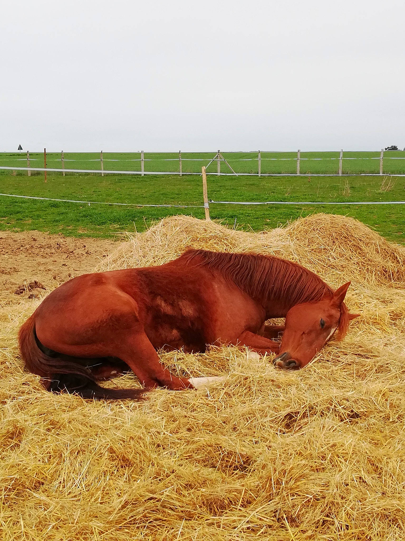 Surprise participe au concours pour gagner de l'argent avec cette photo : colt, farm, foal, fodder, grass, grassland, hay, horse, liver, livestock, mane, mare, mustang_horse, pasture, plant, sorrel, straw