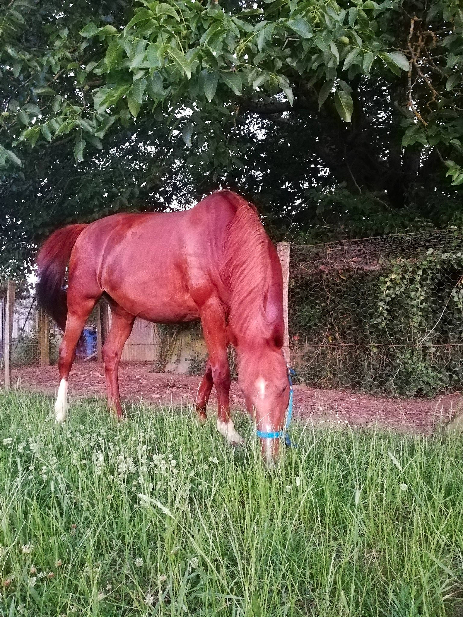 Surprise participe au concours pour gagner de l'argent avec cette photo : foal, grass, grassland, grazing, horse, landscape, livestock, mammal, mane, mare, meadow, mustang_horse, organism, pasture, plant, sorrel, stallion, terrestrial_animal, vertebrate, wildlife