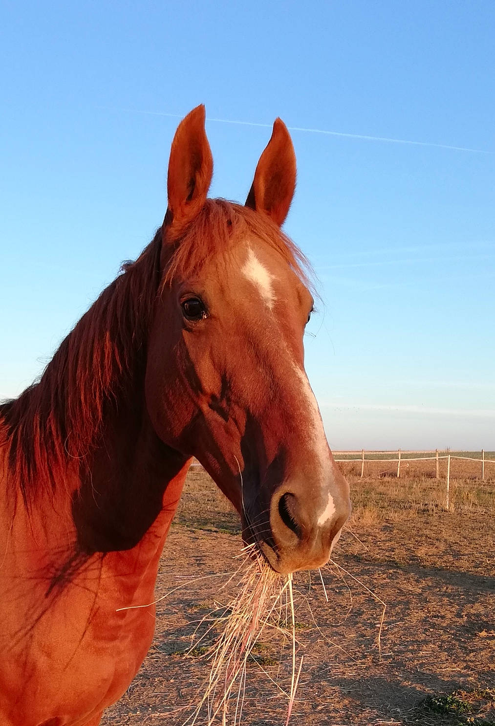 Surprise participe au concours pour gagner de l'argent avec cette photo : ecoregion, horse, liver, mammal, mane, mare, mustang_horse, pack_animal, snout, sorrel, stallion, vertebrate