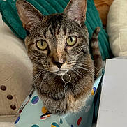 Finn is registered to the contest to win money with this photo: box, cat, close_up, collar, couch, curious, cushion, domestic_animal, ears, feline, fur, gift_bag, home, indoor, pet, striped, tabby, tail, whiskers, yellow_eyes