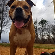 Lil Bit is registered to the contest to win money with this photo: animal, brown_dog, canine, close_up, cloudy_sky, collar, dirt_path, dog, footwear, grass, happy, nature, outdoor, paw, pet, pink_laces, playful, sneaker, tongue_out, trees