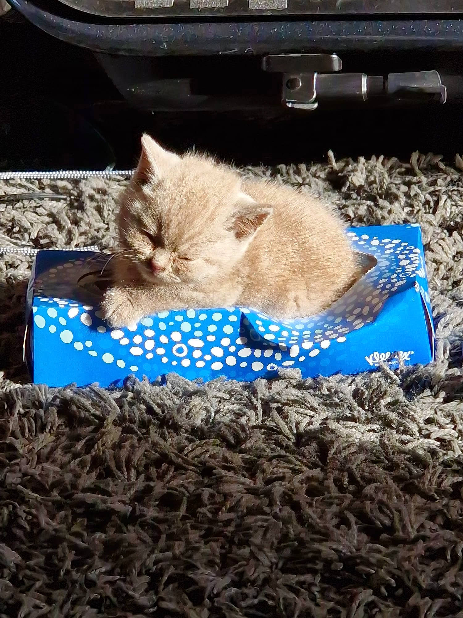 Jasmine is registered to the contest to win money with this photo: azure, black_cat, carnivore, cat, domestic_short_haired_cat, electric_blue, fawn, felidae, fur, grass, grey, linens, pattern, paw, plant, small_to_medium_sized_cats, snout, soil, tail, whiskers