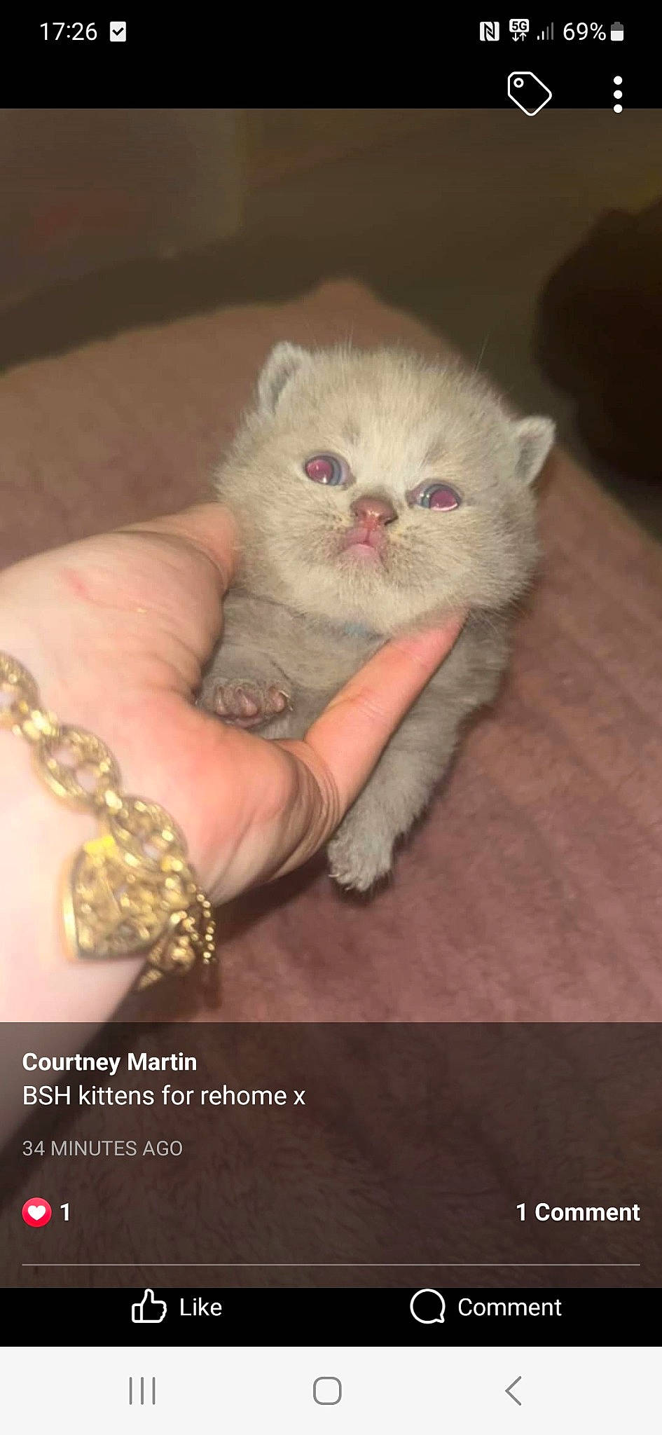 Jasmine joined the competition — help win amazing prizes! bracelet, carnivore, cat, claw, comfort, fashion_accessory, fawn, felidae, fur, gesture, jewellery, nail, pattern, paw, small_to_medium_sized_cats, whiskers, wrist