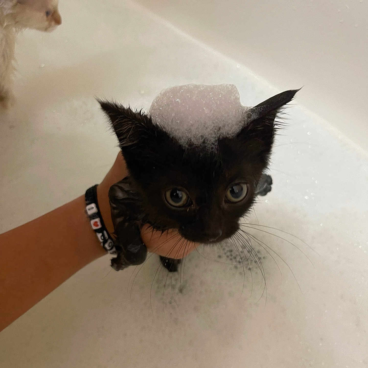 Salem joined the competition — help win amazing prizes! animal, bath_time, bathtub, black_cat, bubbles, curious, cute, domestic_animal, foam, fur, hand, indoor, kitten, pet, playing, small, water, wet, whiskers, white_cat