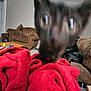 Salem joined the competition — help win amazing prizes! animal, black_cat, blanket, blurry, cat, close_up, couch, cozy, curious, ears, eyes, furniture, home, indoor, living_room, pet, red_blanket, sofa, soft, texture