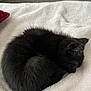 animal, black_cat, blanket, cozy, curled_up, cute, domestic_cat, fur, furry, indoor, kitten, nap, peaceful, pet, quiet, resting, sleeping, small, soft_texture, whiskers