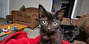 Salem joined the competition — help win amazing prizes! animal, black_kitten, blanket, brown_couch, cat, coffee_table, cozy, curious, eyes, feline, fur, household, indoor, kitten, living_room, pet, red_blanket, sitting, small_cat, whiskers