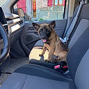 Black a rejoint le concours — aidez-le/la à gagner de superbes lots ! puppy, dog, german_shepherd, car, passenger_seat, vehicle, interior, smiling, sitting, pet, animal, ears, black_and_tan, house, stone_building, red_shutters, window, daylight, photography, travel
