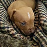 Saphyra a rejoint le concours — aidez-le/la à gagner de superbes lots ! animal, blanket, brown, closeup, comfort, cozy, curious, cute, dog, fur, indoor, patterned_blanket, pet, puppy, resting, small, snuggle, soft, young