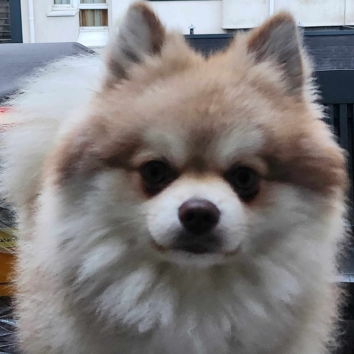 Guyzmo a rejoint le concours — aidez-le/la à gagner de superbes lots ! animal, architecture, bodypart, brick, building, canine, cockerspaniel, dog, eskimodog, housing, husky, indoors, interiordesign, mouth, papillon, pet, puppy, snout, whitedog, window