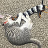 Zoe Mae joined the competition — help win amazing prizes! cat, kitten, gray_cat, white_cat, striped_toy, plush_toy, playful, playing, lying_down, carpet, indoor, home, pet, collar, orange_collar, whiskers, tail, paws, animal, toy