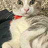 Zoe Mae joined the competition — help win amazing prizes! cat, kitten, gray_and_white, pet, animal, feline, portrait, close_up, whiskers, green_eyes, pink_nose, pointed_ears, red_collar, sitting, lying_down, fur, indoors, carpet, lap, cute