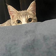Zoe Mae joined the competition — help win amazing prizes! cat, kitten, animal, pet, feline, face, eyes, ears, whiskers, fur, gray, curious, peeking, indoors, portrait, closeup, soft, blanket, couch, shadow