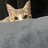 cat, kitten, animal, pet, feline, face, eyes, ears, whiskers, fur, gray, curious, peeking, indoors, portrait, closeup, soft, blanket, couch, shadow