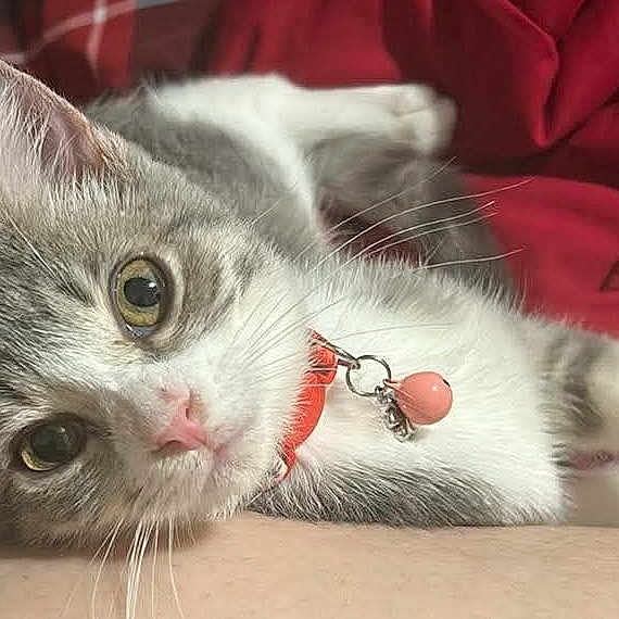 Zoe Mae is registered to the contest to win money with this photo: cat, kitten, gray_and_white, lying_down, pet, animal, feline, collar, charm, whiskers, green_eyes, pink_nose, fur, indoors, red_fabric, cozy, portrait, close_up, cute, relaxed