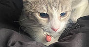 Zoe Mae is registered to the contest to win money with this photo: cat, kitten, pet, animal, feline, blue_eyes, large_ears, whiskers, collar, red_tag, gray_fur, cream_fur, close_up, portrait, indoors, bed, blanket, sleepy, crouching, photography
