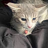cat, kitten, pet, animal, feline, blue_eyes, large_ears, whiskers, collar, red_tag, gray_fur, cream_fur, close_up, portrait, indoors, bed, blanket, sleepy, crouching, photography
