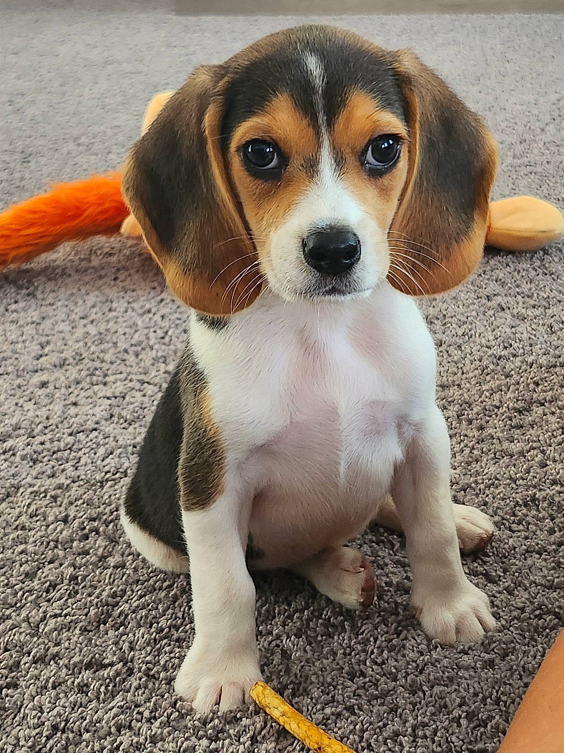 Tank is registered to the contest to win money with this photo: accessories, animal, beagle, canine, dog, hound, leash, pet, puppy, snout, strap