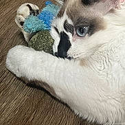 Ivan is registered to the contest to win money with this photo: cat, kitten, blue_eye, paw, toy, plush_toy, wooden_floor, close_up, white_fur, whiskers, playful, lying_down, pet, indoor, cuddle, nose, ear, paw_pad, texture, portrait
