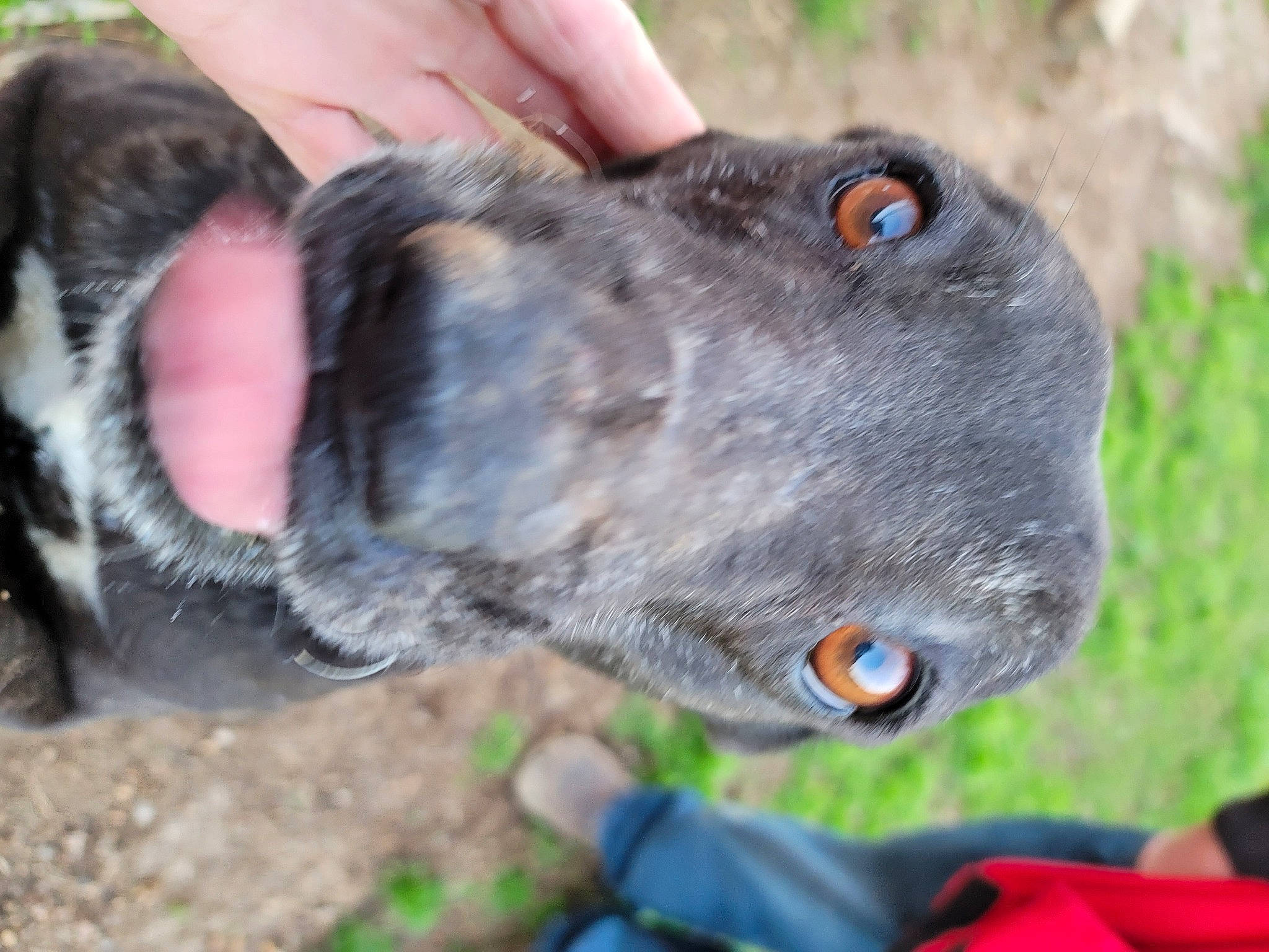 Goaty Goat joined the competition — help win amazing prizes! canidae, carnivore, collar, dog, dog_breed, dog_collar, electric_blue, fawn, fur, grass, natural_material, non_sporting_group, photography, snout, sporting_group, terrestrial_animal, whiskers, working_animal