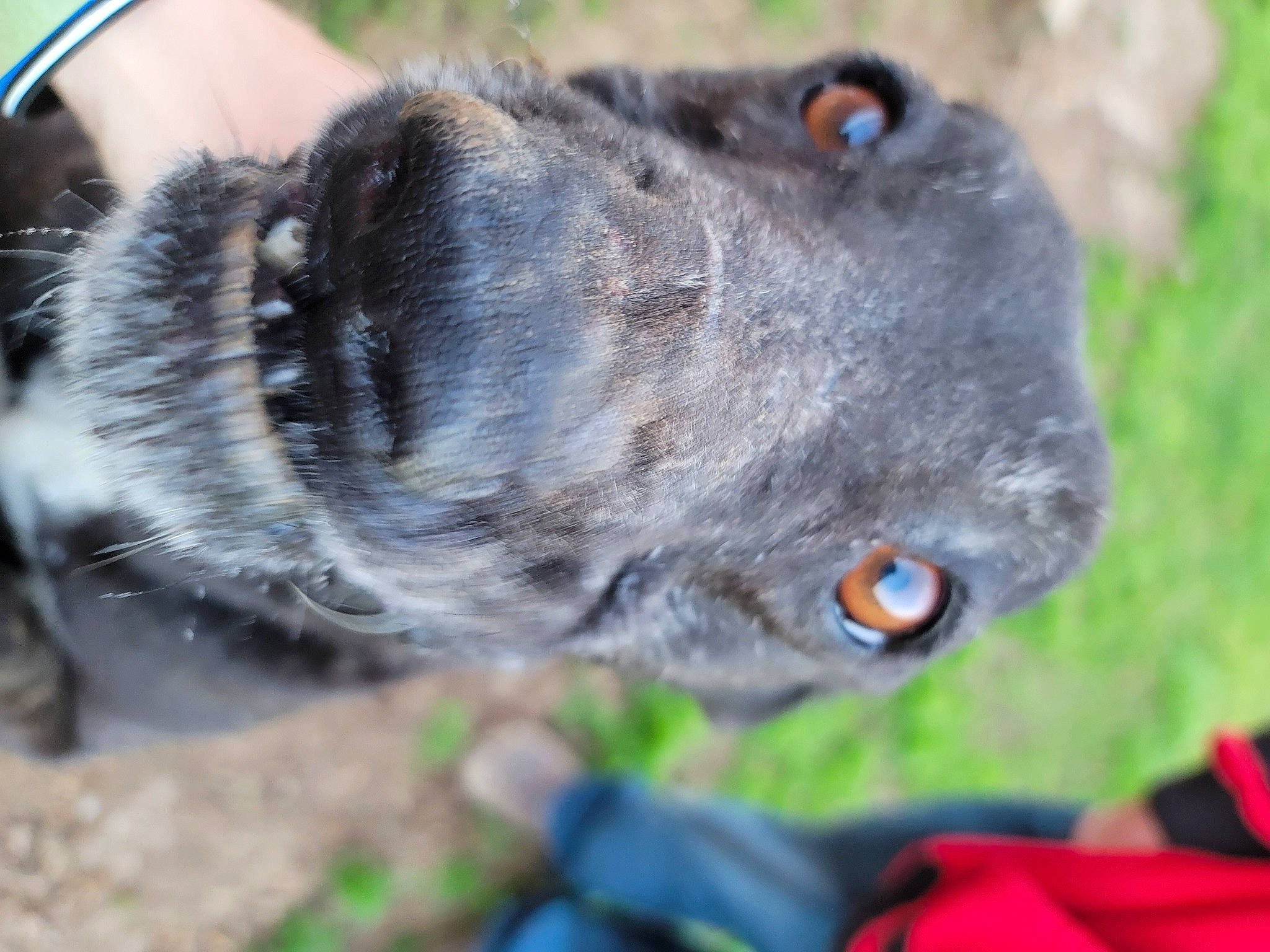 Goaty Goat is registered to the contest to win money with this photo: canidae, carnivore, collar, companion_dog, dog, dog_breed, dog_collar, fawn, felidae, fur, grass, hunting_dog, non_sporting_group, plant, sporting_group, terrestrial_animal, whiskers, wildlife, working_animal, working_dog