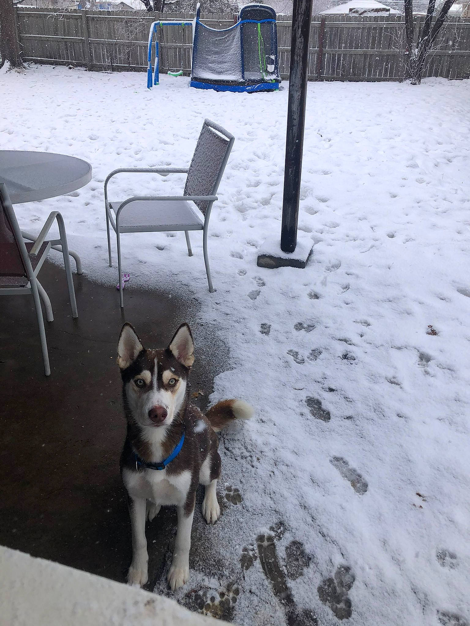 Haiiro joined the competition — help win amazing prizes! canidae, carnivore, chair, city, companion_dog, dog, dog_breed, fawn, freezing, light, outdoor_furniture, photograph, recreation, snapshot, snow, tail, tree, white, winter, working_animal