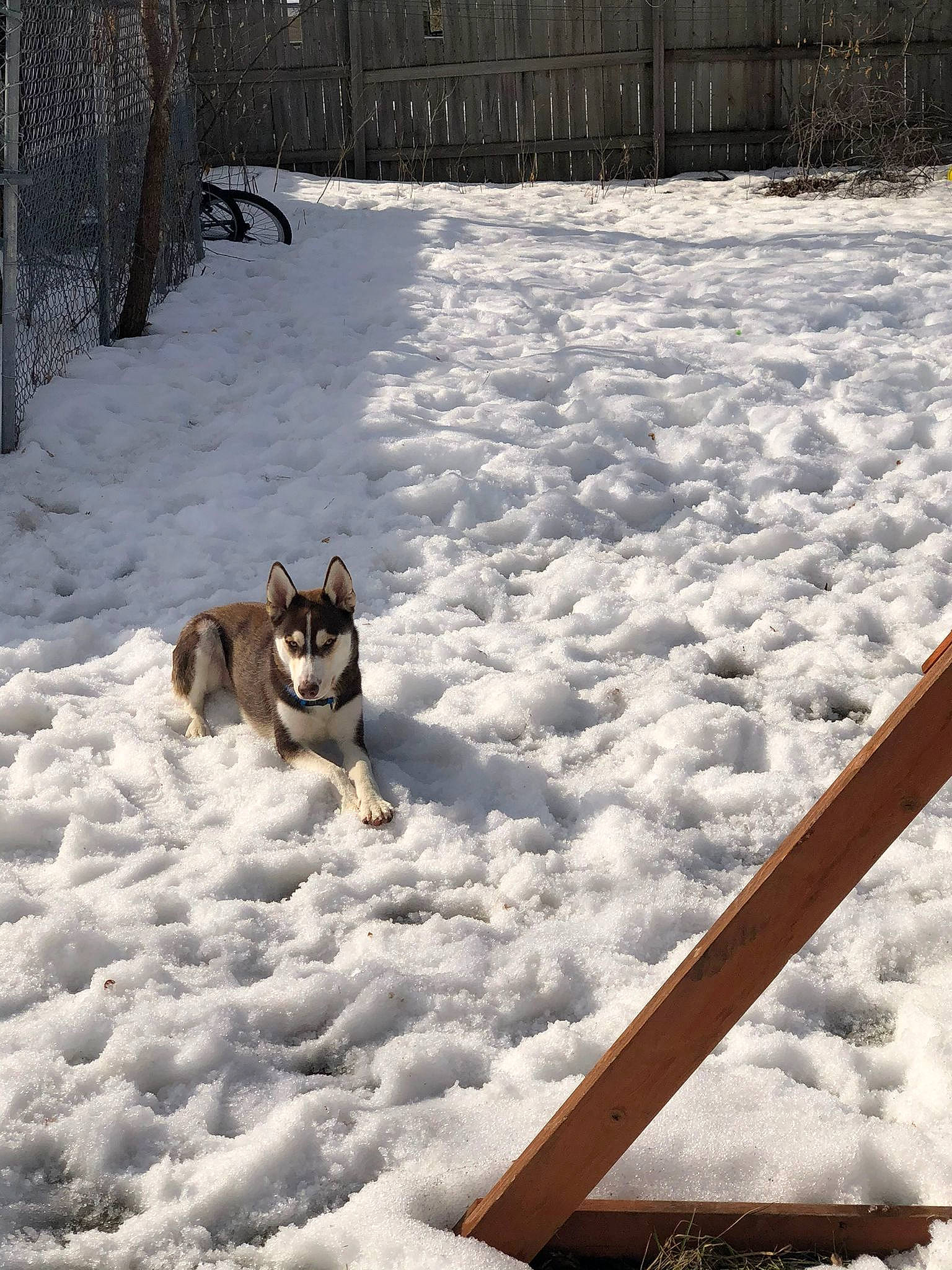 Haiiro joined the competition — help win amazing prizes! canidae, carnivore, companion_dog, dog, dog_breed, fence, freezing, fur, grass, precipitation, sled, sled_dog, snout, snow, sporting_group, tail, wildlife, winter, wood, working_dog