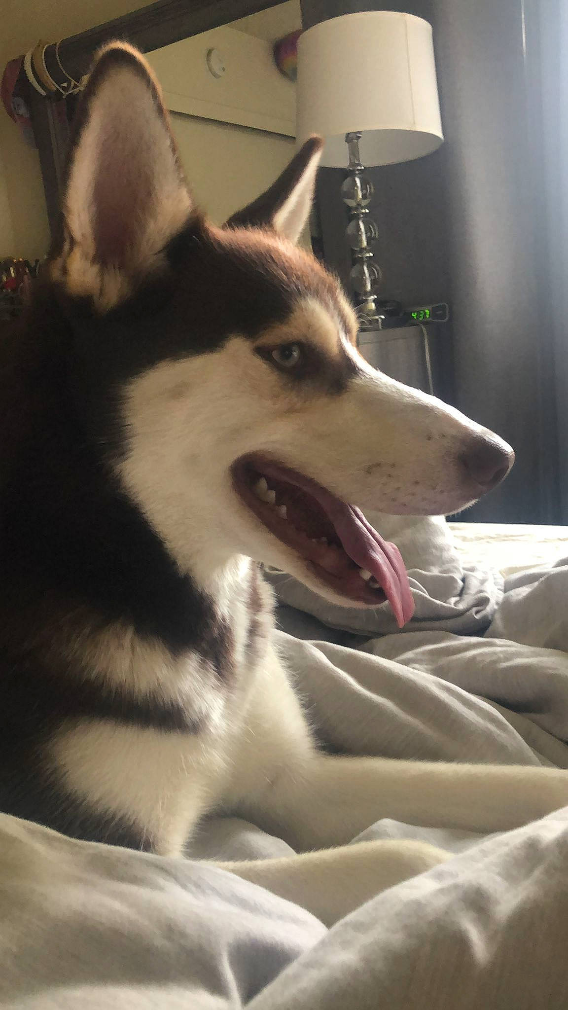 Haiiro joined the competition — help win amazing prizes! canidae, carnivore, comfort, companion_dog, dog, dog_breed, fang, felidae, flooring, fur, grey, jaw, siberian_husky, sled_dog, small_to_medium_sized_cats, snout, sporting_group, whiskers, wolf, working_animal