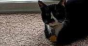 Piccolo joined the competition — help win amazing prizes! animal, black_and_white, carpet, cat, collar, domestic, ears, face, floor, furniture, glass_door, green_eyes, home, indoor, pet, relaxing, rocking_chair, tag, whiskers, window