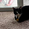 Piccolo joined the competition — help win amazing prizes! cat, black_and_white, indoor, carpet, pet, animal, collar, tag, window, glass_door, rocking_chair, furniture, relaxing, floor, domestic, whiskers, ears, face, green_eyes, home