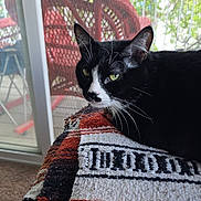 Piccolo is registered to the contest to win money with this photo: cat, black_and_white, green_eyes, whiskers, blanket, woven, indoor, window, glass_door, red_chair, wicker, furniture, carpet, relaxing, pet, animal, closeup, portrait, domestic_cat, resting