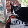 cat, black_and_white, green_eyes, whiskers, blanket, woven, indoor, window, glass_door, red_chair, wicker, furniture, carpet, relaxing, pet, animal, closeup, portrait, domestic_cat, resting