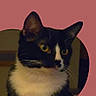 Piccolo is registered to the contest to win money with this photo: cat, black_and_white, yellow_eyes, heart_shape, smartphone_screen, app_icons, digital_art, portrait, indoor, pet, animal, close_up, cute, feline, whiskers, ears, face, background, technology, screen