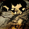 cat, sleeping, black_and_white, blanket, fur, animal, pet, cozy, indoor, resting, paw, whiskers, cute, domestic_animal, soft_texture, warm_lighting, feline, relaxed, pattern, bed