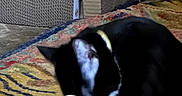 Piccolo is registered to the contest to win money with this photo: cat, black_and_white, grooming, indoor, carpet, patterned_rug, yellow_collar, feline, pet, scratcher, furniture, floor, whiskers, paw, animal, domestic, cute, relaxed, home, closeup