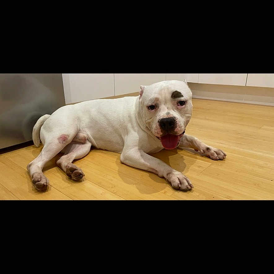 Tchaka a rejoint le concours — aidez-le/la à gagner de superbes lots ! appliance, cabinet, canine, closeup, dog, domestic_animal, floor, household, indoor, kitchen, lying_down, panting, paw, pet, portrait, relaxed, staffordshire_bull_terrier, tongue, white_dog, wooden_floor