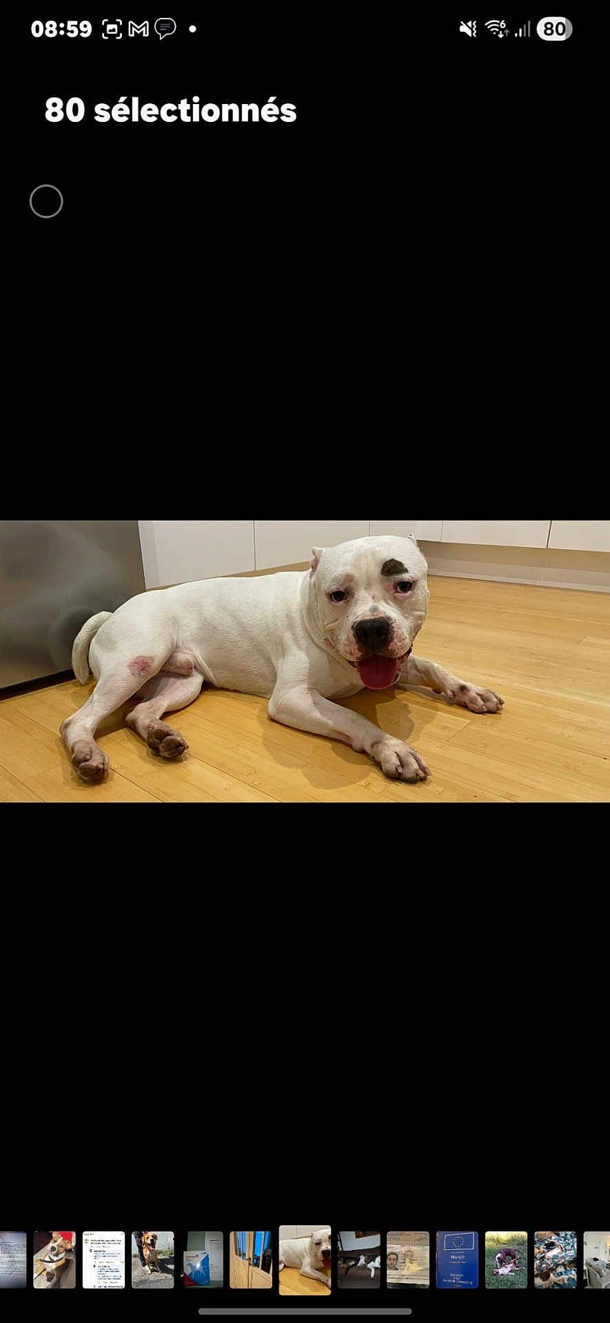 Tchaka a rejoint le concours — aidez-le/la à gagner de superbes lots ! dog, white_dog, staffordshire_bull_terrier, pet, indoor, wooden_floor, kitchen, lying_down, panting, tongue, paw, closeup, domestic_animal, canine, floor, cabinet, appliance, relaxed, portrait, household