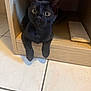 animal, black_cat, close_up, curious, cute, domestic_animal, feline, floor_tiles, home, indoor, indoors, kitten, looking_up, paws, pet, resting, small_animal, wooden_cubby, wooden_surface, young_cat