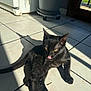 Mia participe au concours pour gagner de l'argent avec cette photo : animal, black_cat, cat, cute, domestic, fur, home, indoor, mammal, pet, plant_pot, playful, relaxed, shadow, sunbeam, sunlight, tile_floor, tongue_out, whiskers, yellow_eyes