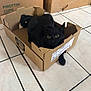 black_cat, cat, cardboard_box, pet, animal, floor, tile_floor, indoor, curious, feline, whiskers, ears, tail, box, household, domestic_animal, cute, small_space, resting, playful
