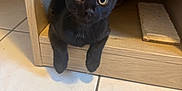 Mia a rejoint le concours — aidez-le/la à gagner de superbes lots ! animal, black_cat, close_up, curious, cute, domestic_cat, eyes, feline, floor_tiles, home, indoor, kitten, looking, paws, pet, playful, sitting, whiskers, wooden_cubby, young