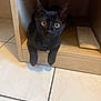 animal, black_cat, close_up, curious, cute, domestic_cat, eyes, feline, floor_tiles, home, indoor, kitten, looking, paws, pet, playful, sitting, whiskers, wooden_cubby, young