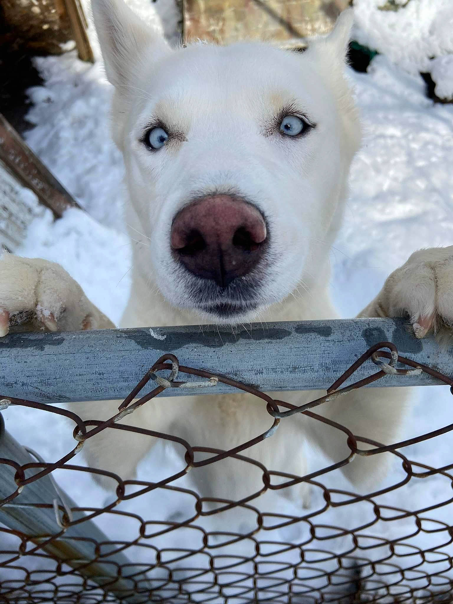 Aspen joined the competition — help win amazing prizes! animal_shelter, carnivore, chain_link_fencing, collar, companion_dog, dog, dog_breed, fence, fur, mammal, mesh, net, pattern, snout, snow, vertebrate, whiskers, white, wire_fencing, working_animal