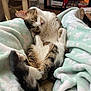 Dooey is registered to the contest to win money with this photo: blanket, cat, comfortable, cozy, cute, feline, fur, furniture, home, indoor, paws, pet, relaxation, relaxed, resting, sleeping, soft, tabby, tail, whiskers