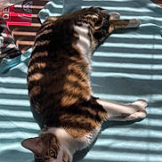 Dooey is registered to the contest to win money with this photo: animal, blanket, cat, cozy, cute, ears, eyes, feline, fur, indoor, paws, pet, relaxed, resting, shadow, sleepy, striped, sunlight, tabby, whiskers