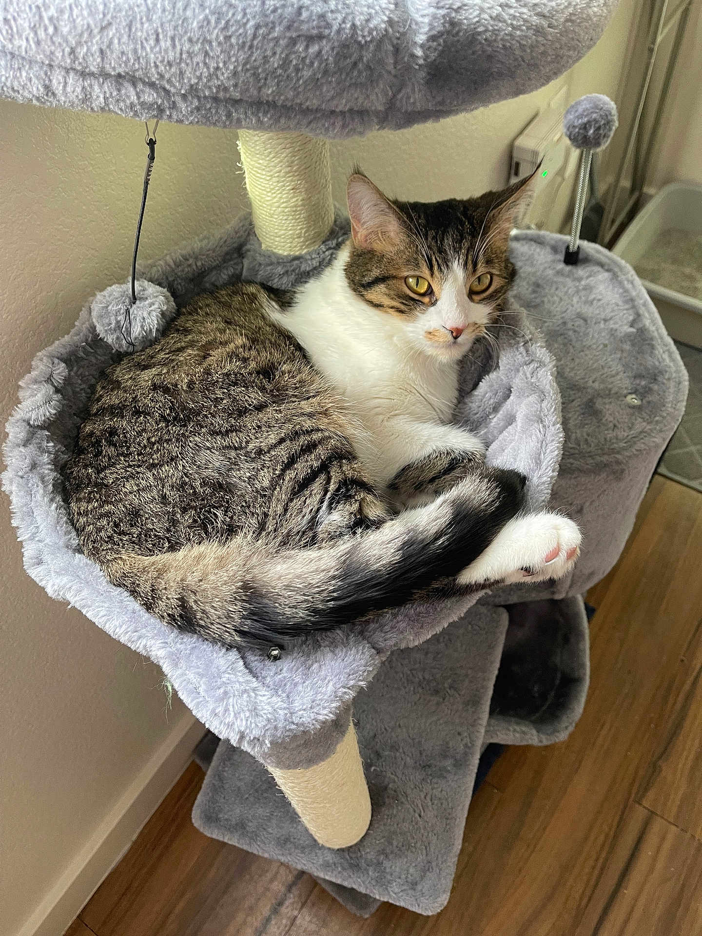 Dooey is registered to the contest to win money with this photo: animal, cat, cat_tree, cozy, curious, domestic_cat, feline, fur, hammock, indoor, pet, plush, relaxed, resting, scratching_post, soft_texture, tabby_cat, white_cat, wooden_floor, yellow_eyes