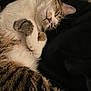 Dooey joined the competition — help win amazing prizes! animal, cat, closeup, companion, cozy, cute, domestic_cat, feline, fur, indoor, mammal, nap, paws, pet, relaxed, resting, sleeping, soft, tabby, whiskers