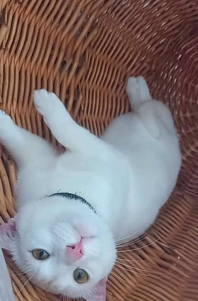 Begeul participe au concours pour gagner de l'argent avec cette photo : carnivore, cat, cat_supply, comfort, companion_dog, dog_breed, domestic_short_haired_cat, fang, fawn, felidae, foot, fur, paw, small_to_medium_sized_cats, snout, tail, terrestrial_animal, whiskers